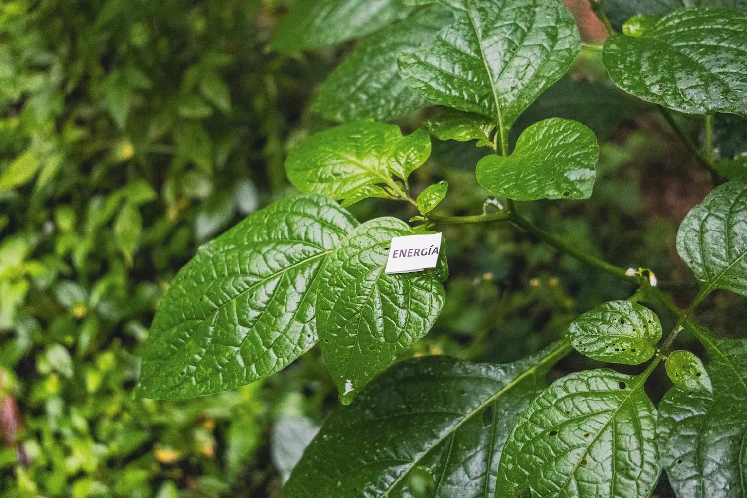 Planta con un papel que dice energía